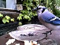 My favorite Blue Jay's back