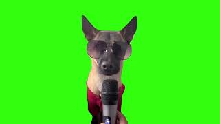 Echo Dog Meme Green Screen