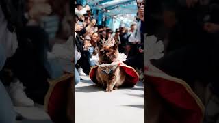 Chubby Queen Cat
