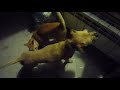 perro sexo con gato