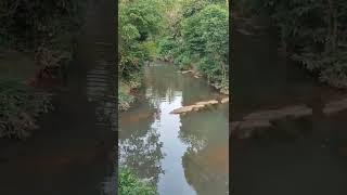 Gadis Desa Dayak Mandi Di Sungai Bawah Jembatan