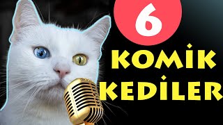 Konuşan Kediler 6 - Komik Kediler - En Komik Kedi ları | Pisi Komedi TV