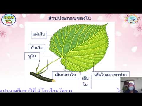 เรื่องส่วนประกอบของใบ ป 4