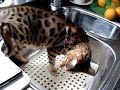 bengaalse tijgerkat