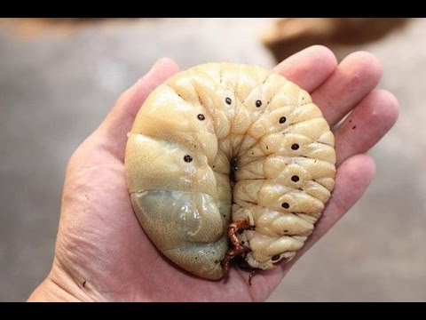 Как сделать искусственный человек Как сделать искусственный человек