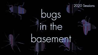Bugs In The Basement - Ophiomyia Phaseoli aka The Bean Fly