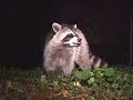 Raccoooooons!!!!! [[Camera Project 2.1/Raccoons!!]