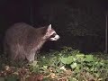 Raccoooooons!!!!!  [[Camera Project 2.1/Raccoons!!]