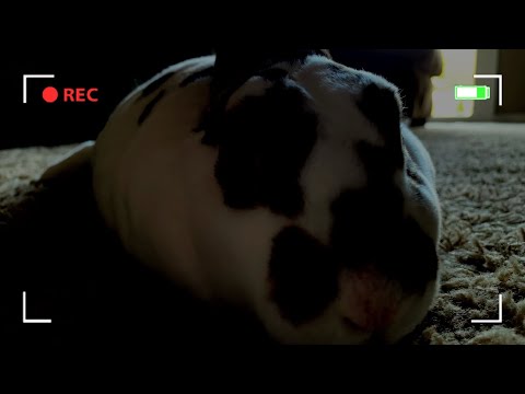 I Blew Up My Bunny....