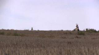 Heads Up Decoy Antelope Hunting Highlights