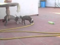 cachorros american stanford