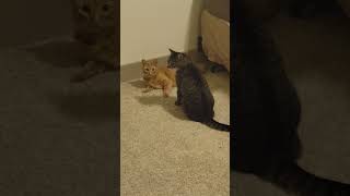 Cats Caughg Fighting