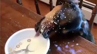 Dog steals his human's breakfast
