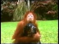 Bestest Buddies: Orangutan and Hound Dog (must see!)