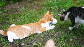 Cats 4k UHD 🐈 🐱 Road to Moscow by Jingle Punks (No Copyright Music)