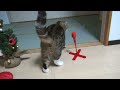 maru