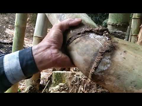 Mencari bahan bonsai dari pohon bambu malah Nemu yang begini.