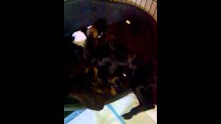 Perivale Patterdale Puppies