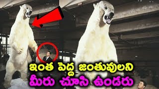 Abnormally Large Animals That Actually Exist || T Talks