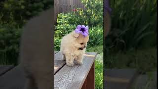 Cute Little Dog