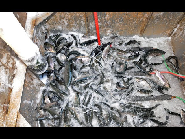 Watch Ask an Angler: Virtual Fishing Course (Trout Tune-Up) on YouTube.