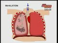 GCSE BBC Science Bitesize - Breathing