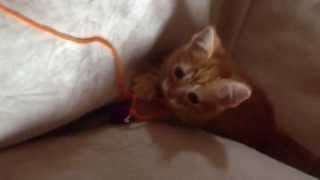 Adorable Kitty! Mr. Whiskers Movie Trailer