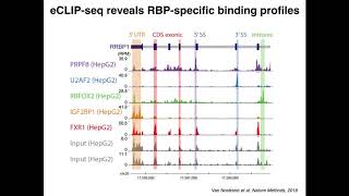 Brenton Graveley: A large-scale binding and functional map of human RNA-binding proteins