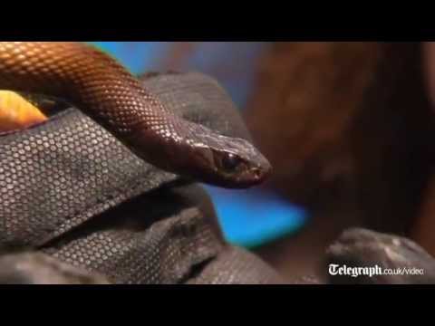 Taipan Bite