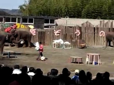 象のサッカーelephant　football