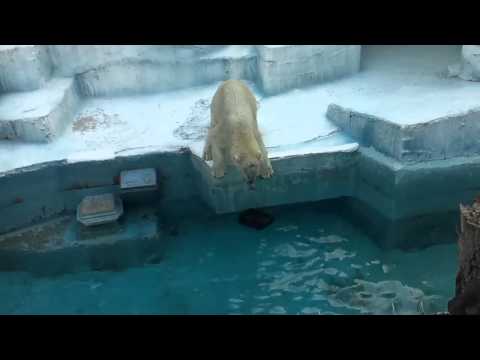 ホッキョクグマ＠天王寺動物園