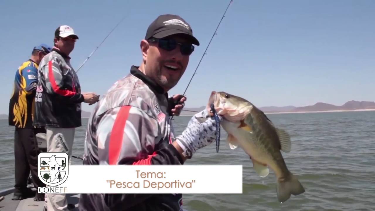 Todos los videos