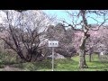 東京桜散歩　皇居　乾通り　一般公開　道灌濠の桜　2014.4.4 Imperial Palace