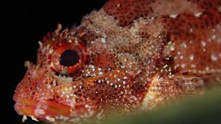 Ilhas Selvagens Expedition 2015 with National Geographic’s Pristine Seas