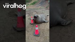 Neil The Seal And His Beloved Traffic Cones || Viralhog