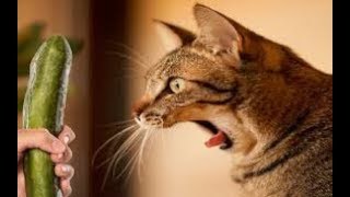 Top Highlights of Animals ● VERY FUNNY ANIMALS ● FUNNY COMPILATION