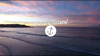 Bondi Harvest TV Show / Teaser