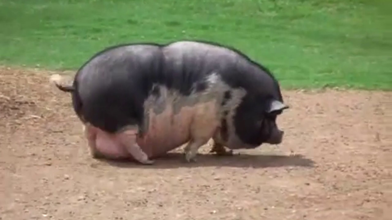 Секс Человек Трахнули Свинья
