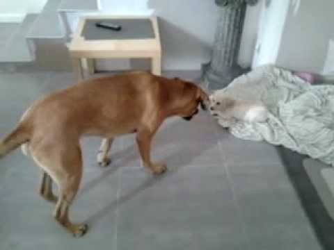 rencontre chien chiot