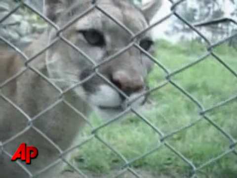 Puma Information