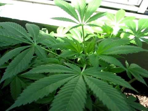 pictures of weed plants. WEED PLANTS MARIJUANA VIDEO