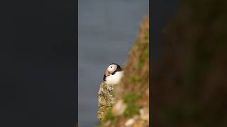 Its That Time Of Year Again And The Puffins Are Out To Play