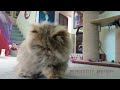 15 01 16 Persian kitty, Nugget, in The Milk Bottle Ring Dance