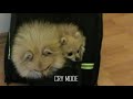 pomeranians