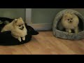 pomeranians