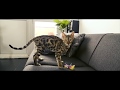@OfficialMNIB | If We Were Dogs FT Loki from @BlacknBengal | Official Music Video