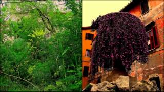 Watch Agricantus Comu Ventu video