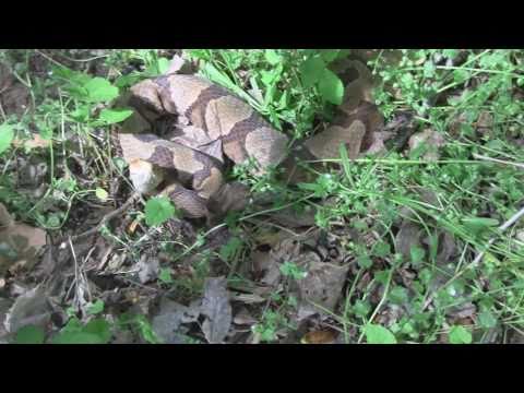 Deadly Snakes ; Speed, Venom An...