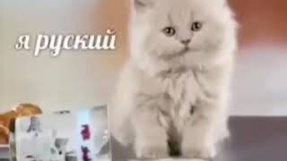 Я Русский. Мем С Котом