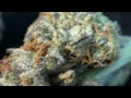 girl scout cookies